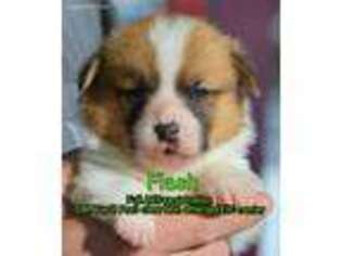 Pembroke Welsh Corgi Puppy for sale in Calhan, CO, USA