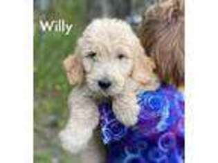 Goldendoodle Puppy for sale in Lancaster, MN, USA