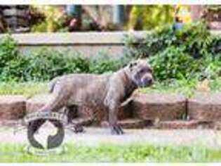 Cane Corso Puppy for sale in Urbana, OH, USA