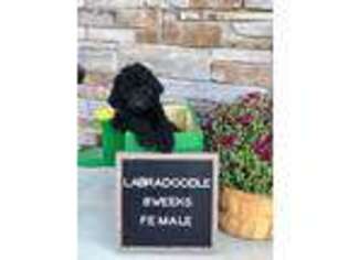 Labradoodle Puppy for sale in Highland, IL, USA