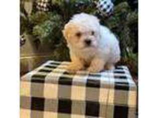 Bichon Frise Puppy for sale in Woodlake, CA, USA