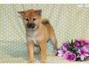 Shiba Inu Puppy for sale in Saint Joseph, MO, USA