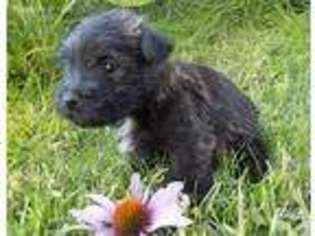 Cairn Terrier Puppy for sale in Minatare, NE, USA