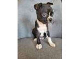Boston Terrier Puppy for sale in Thorp, WA, USA