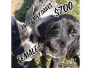 Great Dane Puppy for sale in Eaton, OH, USA