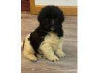 Newfoundland Puppy for sale in Mount Vernon, OH, USA