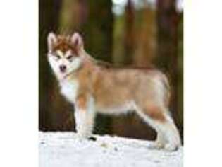 Siberian Husky Puppy for sale in Augusta, ME, USA