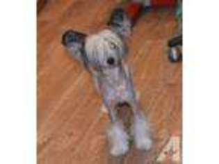 Chinese Crested Puppy for sale in ACTON, MA, USA