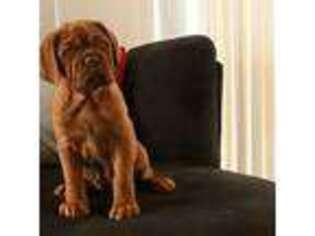 American Bull Dogue De Bordeaux Puppy for sale in Clayton, NJ, USA