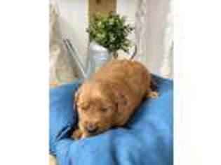 Goldendoodle Puppy for sale in Andover, KS, USA