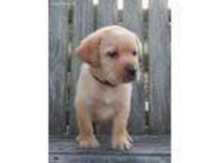 Labrador Retriever Puppy for sale in Kane, PA, USA