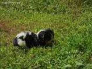 English Toy Spaniel Puppy for sale in Crossville, TN, USA