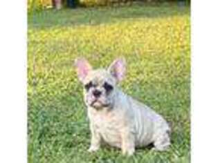 French Bulldog Puppy for sale in Gastonia, NC, USA