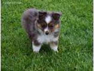 Miniature Australian Shepherd Puppy for sale in West Plains, MO, USA