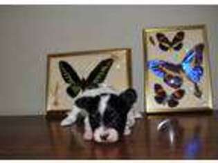 Papillon Puppy for sale in New Iberia, LA, USA