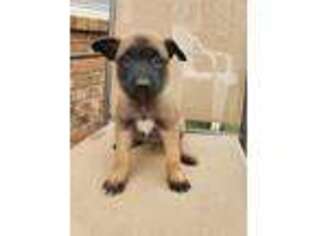 Belgian Malinois Puppy for sale in Phenix City, AL, USA
