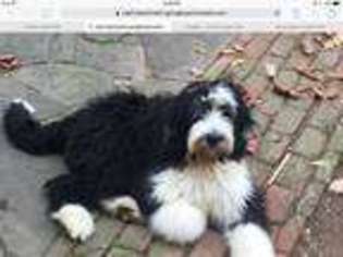 Bernese Mountain Dog Puppy for sale in Chestertown, MD, USA
