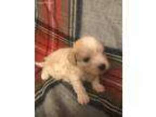 Cavapoo Puppy for sale in Marion, NC, USA