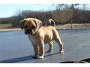 Puggle Puppy for sale in Fort Worth, TX, USA