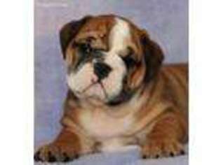 Bulldog Puppy for sale in Wentworth, MO, USA