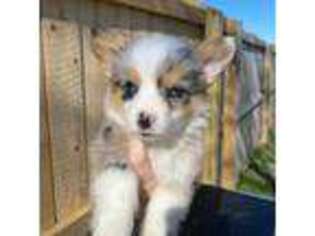 Cardigan Welsh Corgi Puppy for sale in Berea, KY, USA