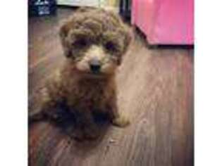Mutt Puppy for sale in Maryville, MO, USA
