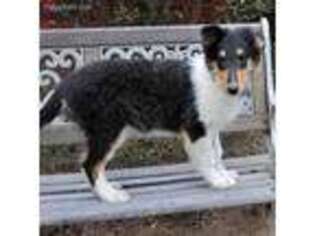 Collie Puppy for sale in Arab, AL, USA