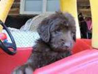 Labradoodle Puppy for sale in Pounding Mill, VA, USA