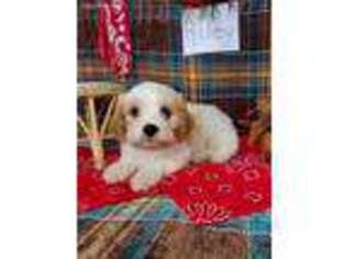 Cavachon Puppy for sale in Stanley, WI, USA