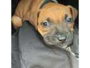 Staffordshire Bull Terrier Puppy for sale in Aurora, CO, USA