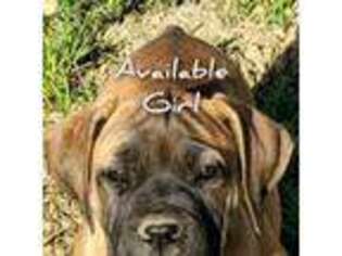 Boerboel Puppy for sale in Bulls Gap, TN, USA