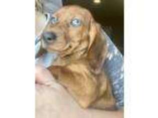 Dachshund Puppy for sale in Concord, NC, USA