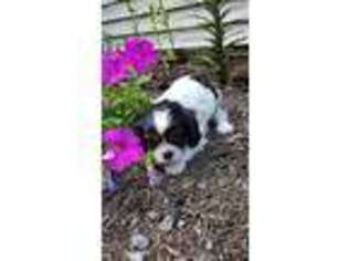 Cavalier King Charles Spaniel Puppy for sale in Cazenovia, NY, USA