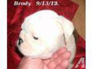 Bulldog Puppy for sale in LONDON, KY, USA