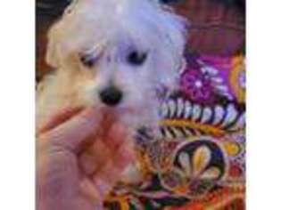 Maltese Puppy for sale in Blacksburg, VA, USA