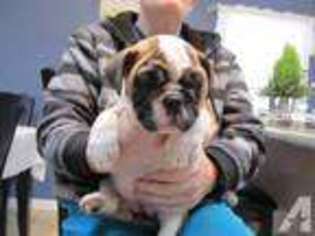 Bulldog Puppy for sale in HAMLIN, NY, USA