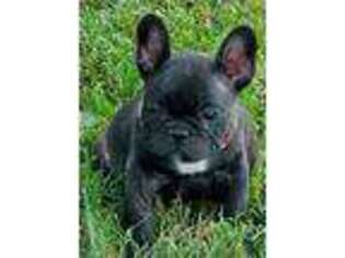 French Bulldog Puppy for sale in Ionia, MO, USA