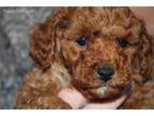 Mutt Puppy for sale in Chaffee, MO, USA