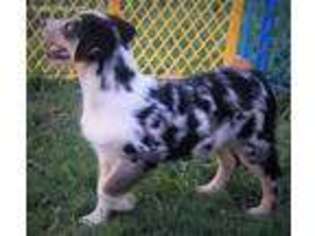 Australian Shepherd Puppy for sale in Wylie, TX, USA