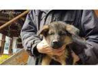 German Shepherd Dog Puppy for sale in Virginia City, NV, USA