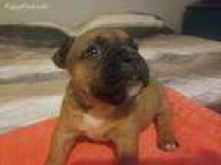 French Bulldog Puppy for sale in Paulsboro, NJ, USA