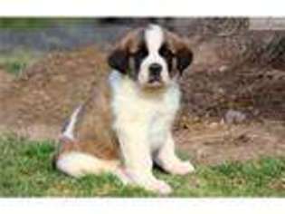 Saint Bernard Puppy for sale in Lancaster, PA, USA