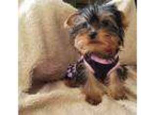 Yorkshire Terrier Puppy for sale in Staley, NC, USA