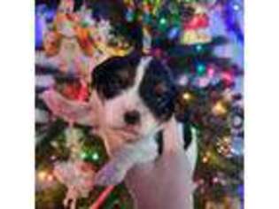 Cavalier King Charles Spaniel Puppy for sale in Poquoson, VA, USA