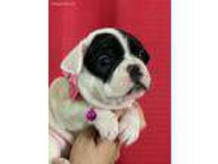 French Bulldog Puppy for sale in Bellevue, WA, USA