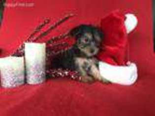 Yorkshire Terrier Puppy for sale in Raphine, VA, USA