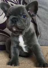 French Bulldog Puppy for sale in Lewes, DE, USA