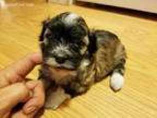 Havanese Puppy for sale in Olympia, WA, USA