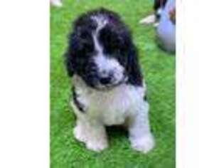 Mutt Puppy for sale in Weatherford, TX, USA