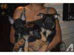 German Shepherd Dog Puppy for sale in BROOKLYN, NY, USA